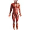 ANATOMY MAN -Pelatelli anatomy man