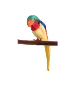 PAPPAGALLO PIRATA DA SPALLA