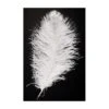 PIUMA DI STRUZZO BIANCA 55/60 CM. -Pelatelli piuma di struzzo bianca 60 cm